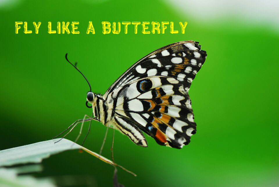 Fly Like A Butterfly!