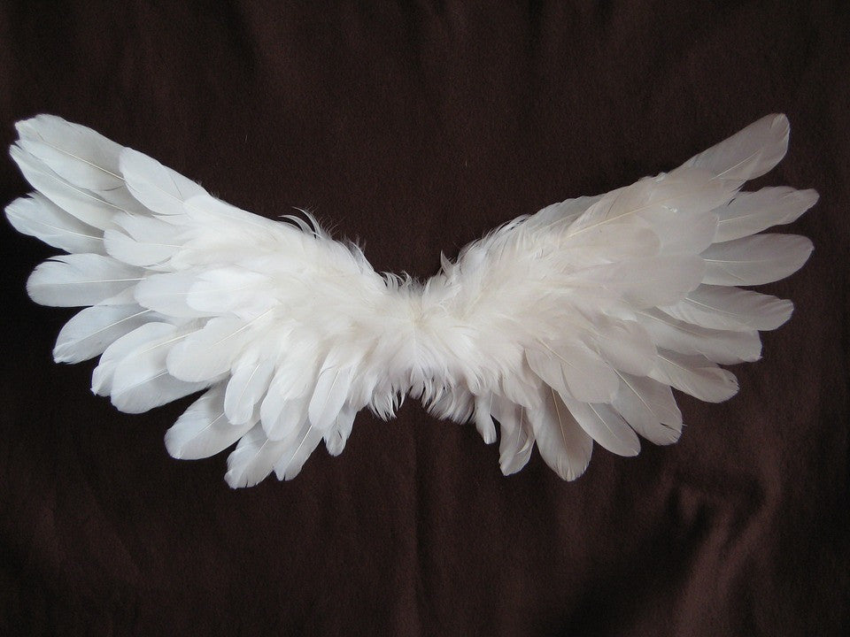 Free Stock Photo of White Angel Wing